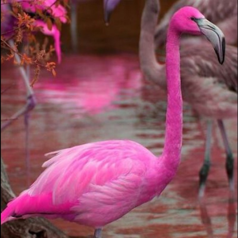 Pink